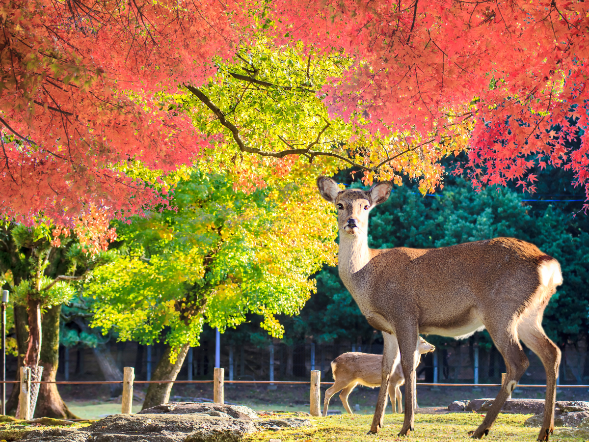 MÙA THU NHẬT BẢN | OSAKA – NARA – KYOTO – NAGOYA – YAMANASHI – TOKYO