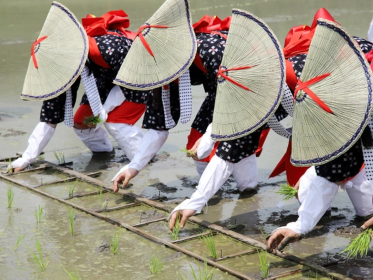Lễ Hội Trồng Lúa Otaue: Khám Phá Cuộc Sống Nông Dân Truyền Thống Nhật Bản