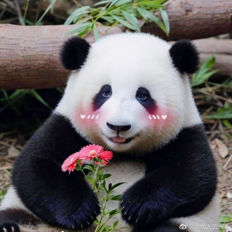 Hoa Hoa là cô bé đáng yêu nhất nhì Pandabiz