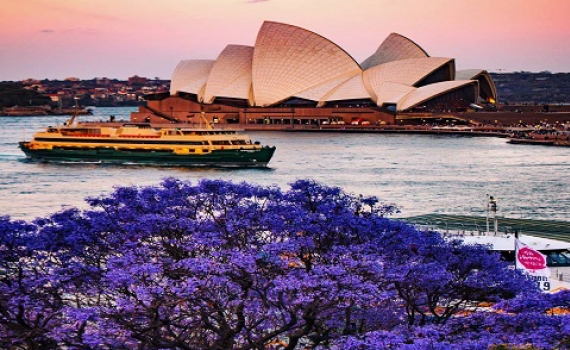 Hoa phượng tím nở rộ thu hút nhiều du khách tại Úc