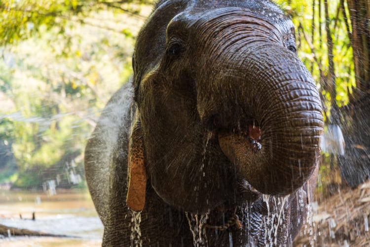 Voi được thả tự nhiên trong khu bảo tồn Mae Taeng tại Chiang Mai