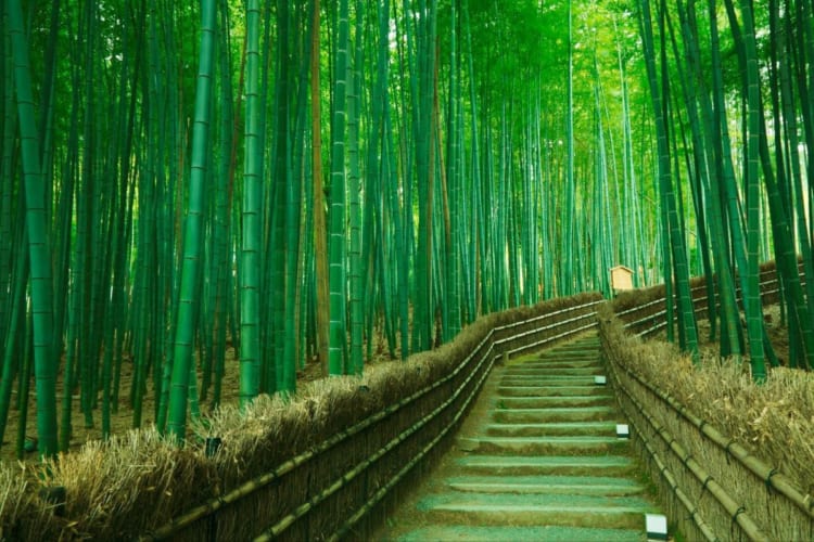 Arashiyama Bamboo Forest với những cây tre cao vút. ( Nguồn Internet )