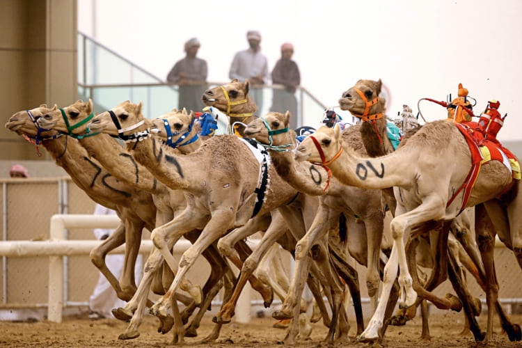Đua lạc đà là trải nghiệm không thể thiếu khi đến Trung Đông