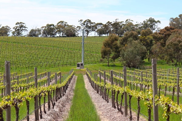 Rượu vang là một trong những đặc sản nổi tiếng tại Úc