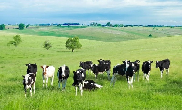 Úc sở hữu nhiều trang trại gia súc lớn nhất thế giới