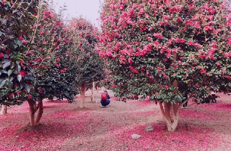 hoa trà Camellia vẫn nở rộ, tạo nên cảnh quan đẹp mắt và hấp dẫn cho du khách.