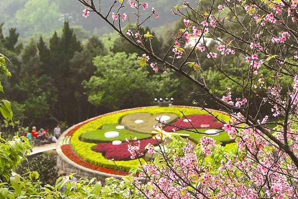 Nhiều loài hoa đua nhau khoe sắc vào mùa xuân tại công viên Dương Minh Sơn