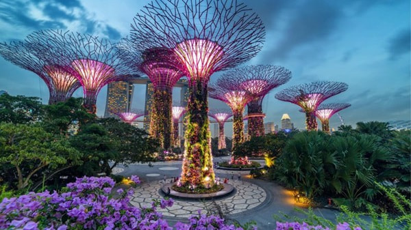 Nhiều loài hoa miền nhiệt đới độc đáo tại Garden by the Bay