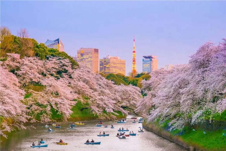 NHẬT BẢN MÙA HOA ANH ĐÀO 5N5Đ | KOBE – OSAKA – KYOTO – NARA – FUJI – TOKYO – NARITA