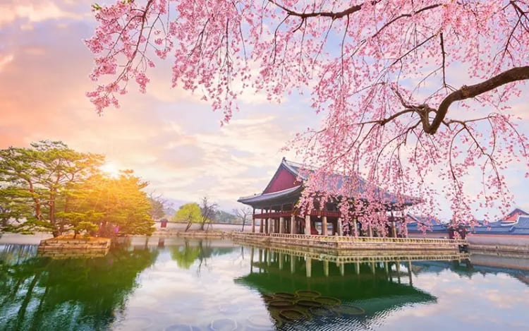 HÀN QUỐC 4N4Đ | SEOUL – NAMI – LOTTE WORLD (NGẮM HOA ANH ĐÀO)
