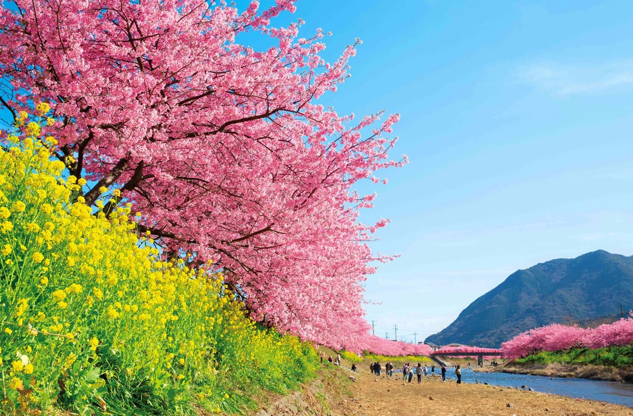 MÙA HOA ANH ĐÀO NHẬT BẢN 5N5Đ | NARITA – TOKYO – YAMANASHI – NAGOYA – KYOTO – OSAKA