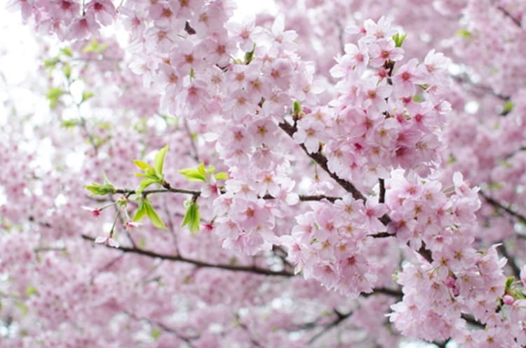 Lễ hội hoa anh đào Nhật Bản mang ý nghĩa quan trọng đối với người dân tại đây