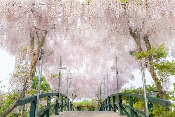 Công viên Ashikaga nơi có mùa hoa tử đằng đẹp nhất thế giới
