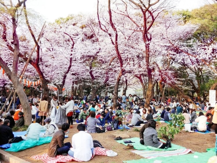 Những buổi picnic thưởng trà và tâm sự dưới những tán cây anh đào cũng là sự lựa chọn thú vị