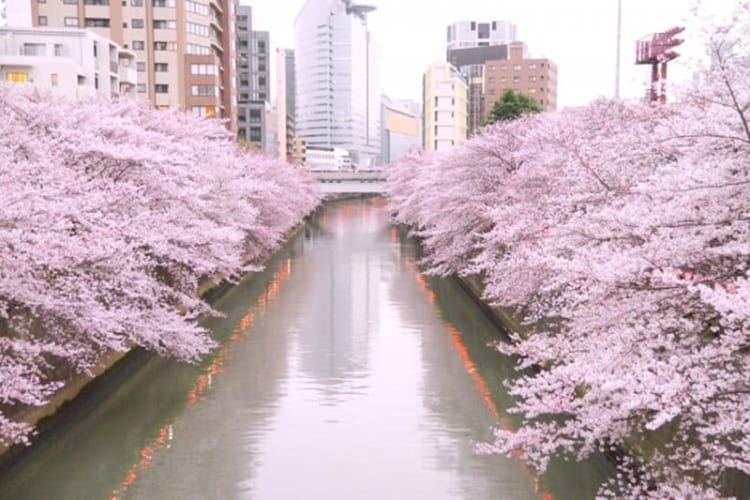Bờ sông Meguro với hai bên bờ tràn ngập hoa anh đào