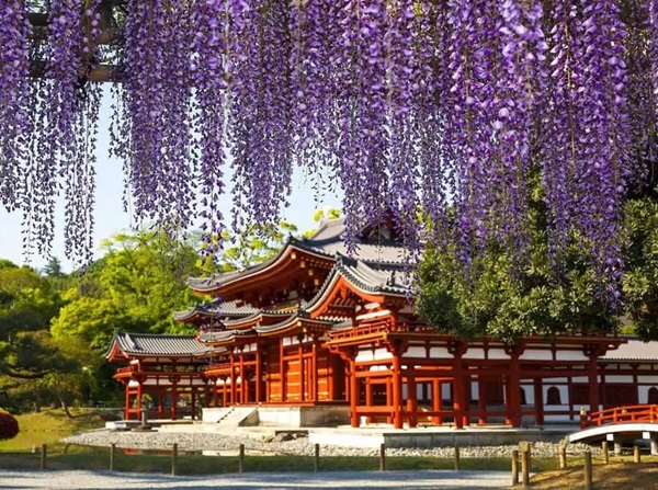 Không khí yên bình thích hợp thư giãn và ngắm hoa tại chùa Byodoin