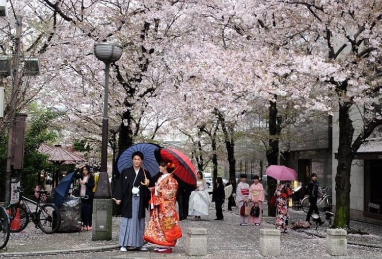 Du khách có thể lựa chọn Kimono và ghi lại khoảnh khắc thú vị dưới hoa anh đào
