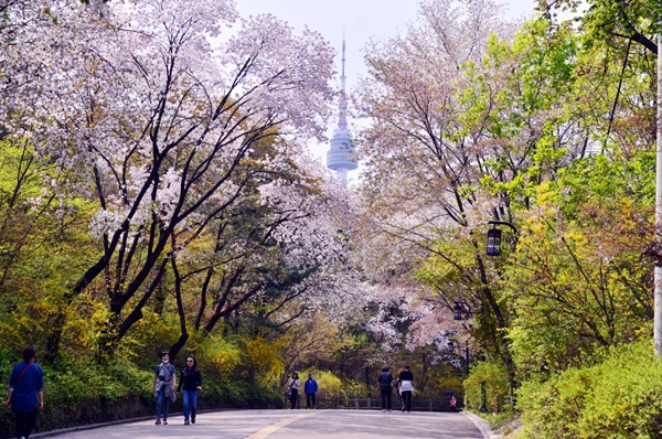 Công viên Namsan với nhiều cây xanh trải dài đầy xanh mát