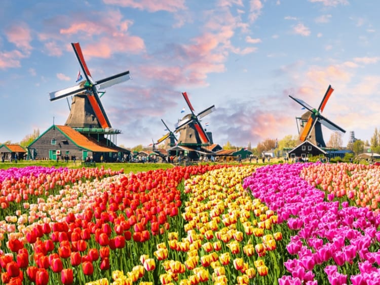 Tháng 3 đến tháng 5 là khoảng thời gian hoa tulip nở rộ mang hương thơm nhẹ nhàng