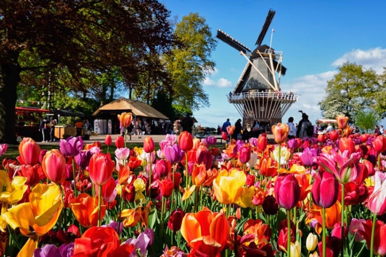 Công viên Keukenhof với hơn 7 triệu bông hoa đua nhau khoe sắc