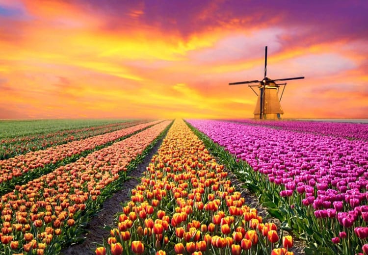 Một trong những vùng trồng hoa tulip lớn nhất tại Hà Lan 