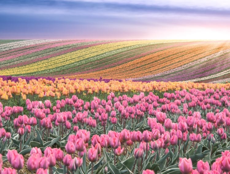 Điểm đến tuyệt vời để du khách cảm nhận vẻ đẹp đầy lãng mạn của hoa tulip