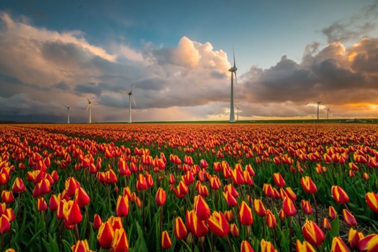 Flevoland nơi tổ chức nhiều lễ hội và hoạt động thú vị liên quan đến hoa tulip