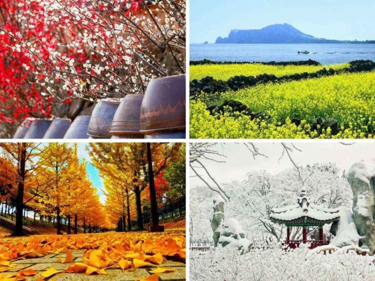 Thời tiết Seoul Hàn Quốc thể hiện bốn mùa rõ rệt ẩn chứa nhiều điều thú vị