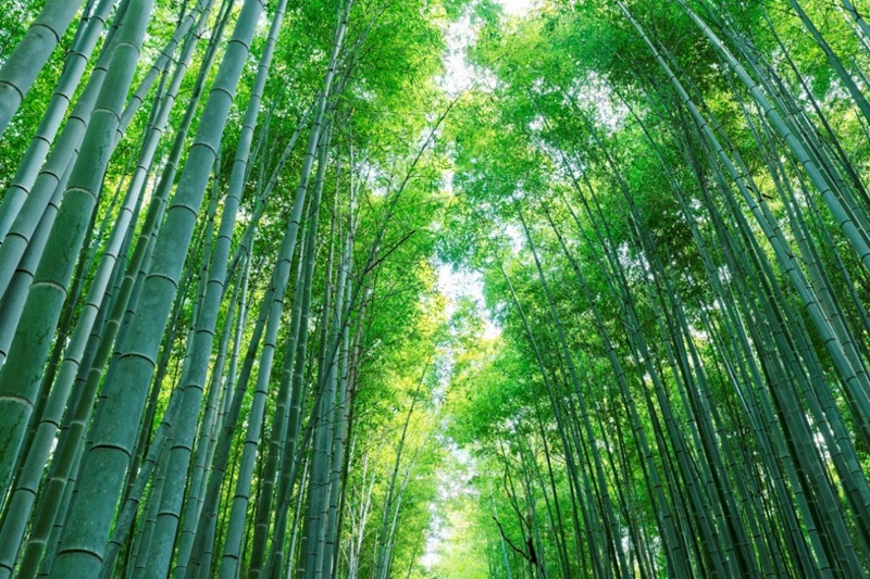 LIÊN TUYẾN TRUNG – NHẬT 6N6Đ | THANH ĐẢO – KOBE – KYOTO – OSAKA
