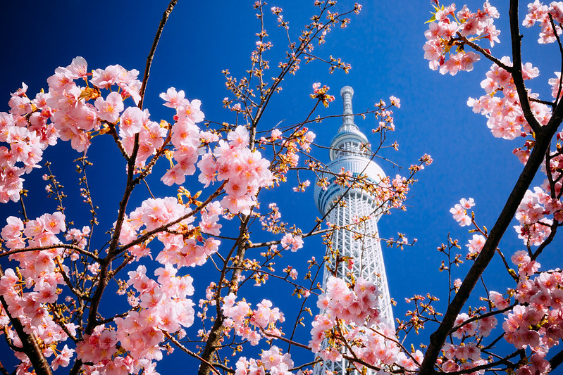 MÙA XUÂN NHẬT BẢN 5N5Đ | NARITA – TOKYO – YAMANASHI – NAGOYA – KYOTO – OSAKA – KANSAI