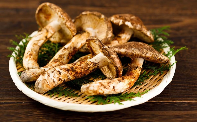 nấm matsutake là biểu tượng ẩm thực xa xỉ chỉ mùa thu nhật bản mới có