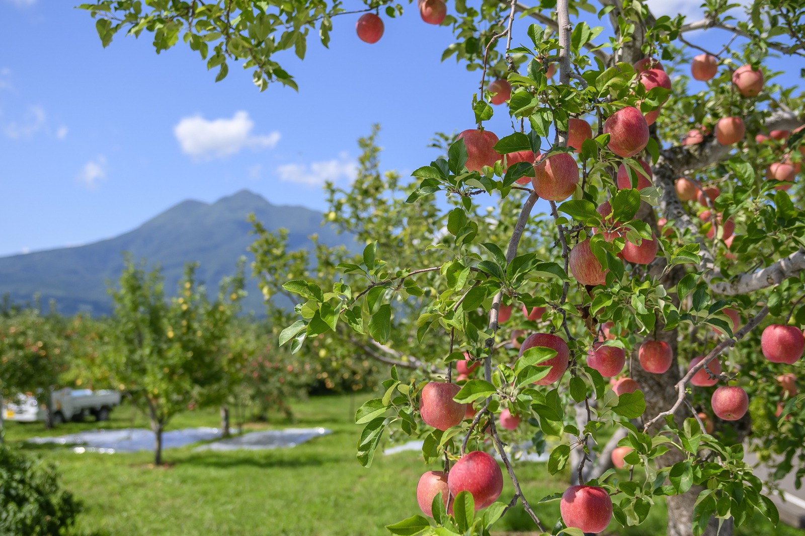 NHẬT BẢN 7N6Đ | AOMORI – HIROSAKI – HAKODATE – SAPPORO