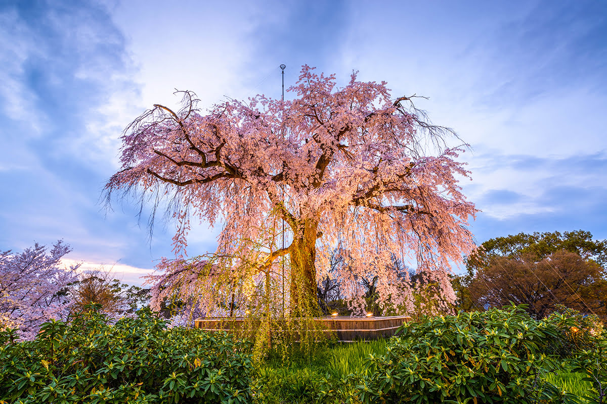 NHẬT BẢN 6N5Đ | KOBE – OSAKA – KYOTO – PHÚ SĨ – TOKYO