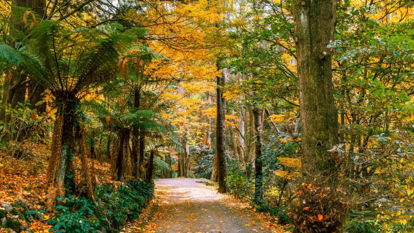 ÚC 8N7Đ | SYDNEY – MOUNT WILSON – CANBERRA – MELBOURNE – DANDENONG – THUNG LŨNG YARRA – BALLARAT