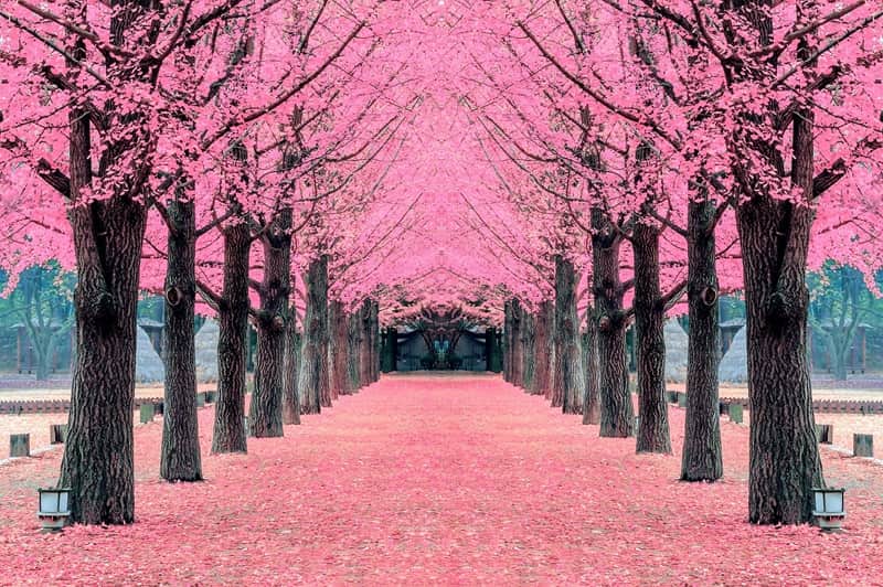 HÀN QUỐC 6N5Đ | BUSAN – JINHAE DU THUYỀN 5* – TÀU VEN BIỂN – SEOUL – SAUNA – NAMI – HÁI DÂU – CÔNG VIÊN YEOUDO