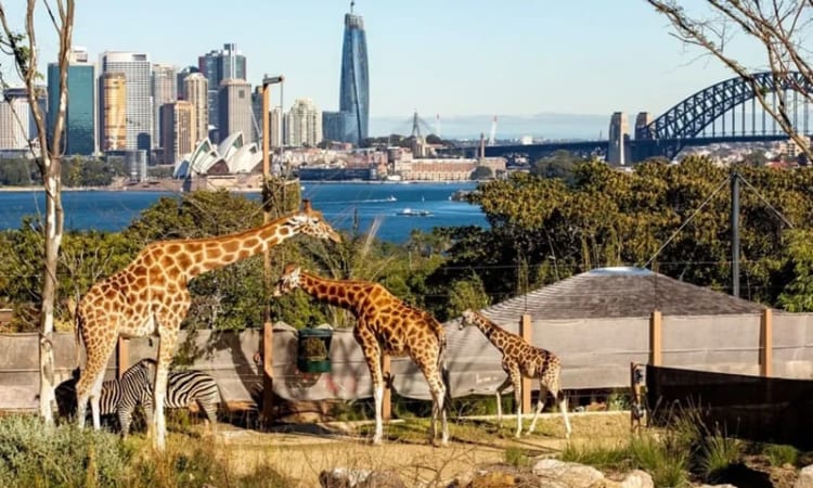Sydney Zoo - địa điểm thích hợp để mọi người khám phá thế giới hoang dã