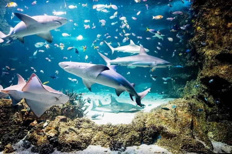 Thủy cung Sea Life Sydney Aquarium với vô số loài sinh vật biển chờ du khách khám phá