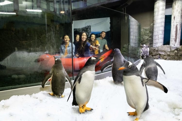 Penguin Expedition với những chú chim cánh cụt vui chơi nhộn nhịp
