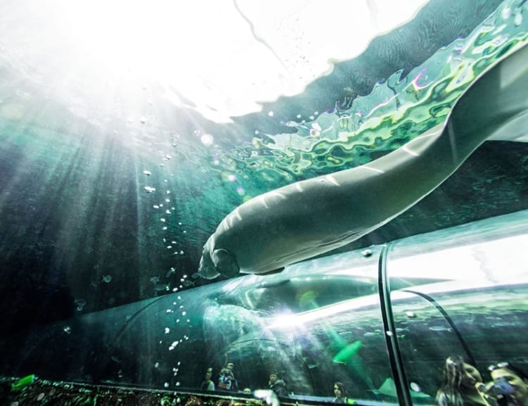 Du khách sẽ có cơ hội gặp gỡ chú bò biển Dugong nổi tiếng 