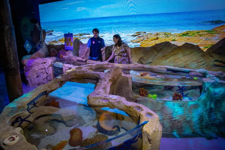 Discovery Rockpool - nơi du khách được chạm tay trực tiếp đến các loài sinh vật biển