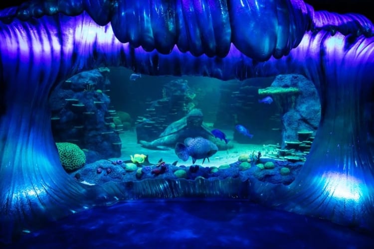 Great Barrier Reef Exhibit đầy rực rỡ và sống động 