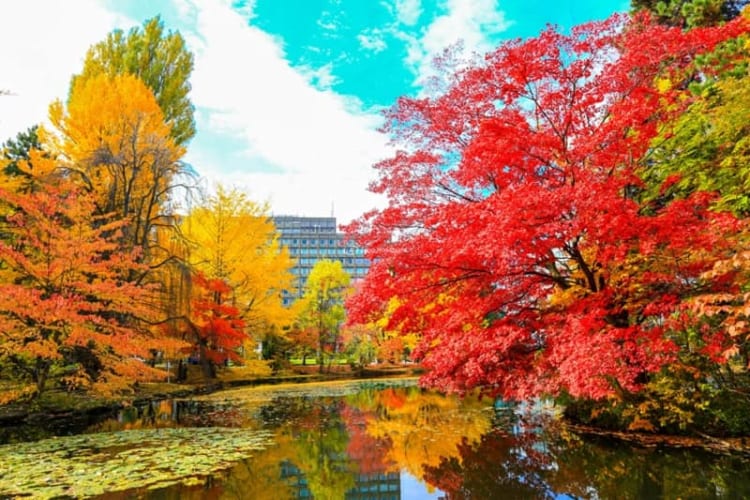 Du lịch Hokkaido mùa thu hứa hẹn mang đến những cảm xúc khó quên