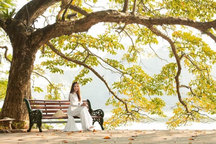 Những con đường được phủ đầy những chiếc lá vàng luôn là điểm nhấn của thu Hà Nội 