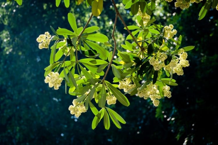 Hương hoa sữa đặc trưng làm cho bao trái tim phải dừng chân để cảm nhận 