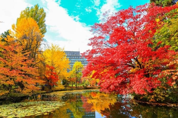Đại học Hokkaido - địa điểm ngắm lá đỏ không thể bỏ lỡ