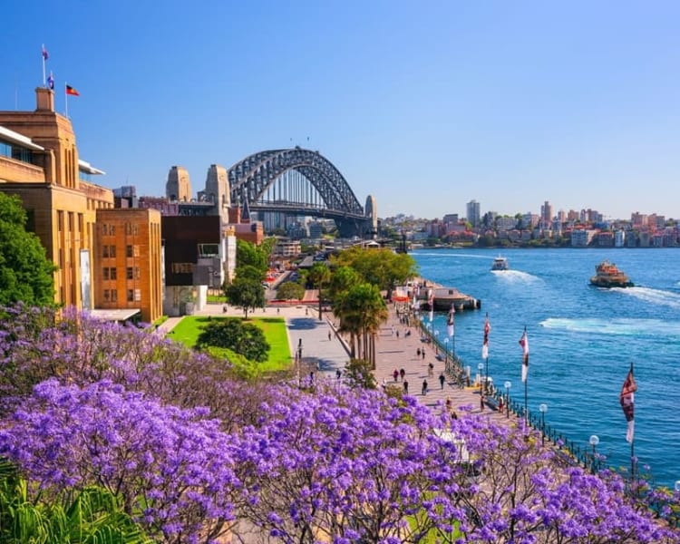 Sydney đầy nổi bật giữa muôn vàn sắc tím của hoa phượng