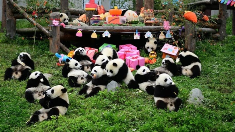 Gấu trúc - loài vật biểu tượng của Trung Quốc nổi tiếng với sự đáng yêu