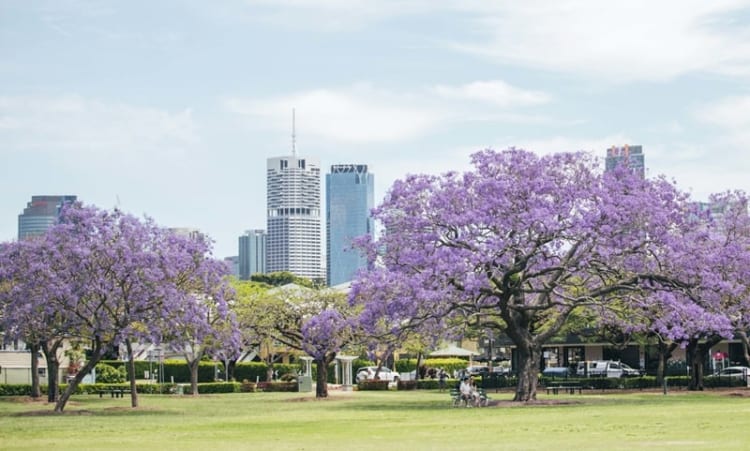 Thành phố Brisbane với vẻ đẹp đầy thu hút không nỡ rời 