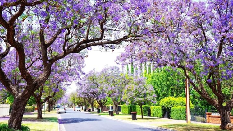 Adelaide sôi động với nhiều lễ hội đặc sắc