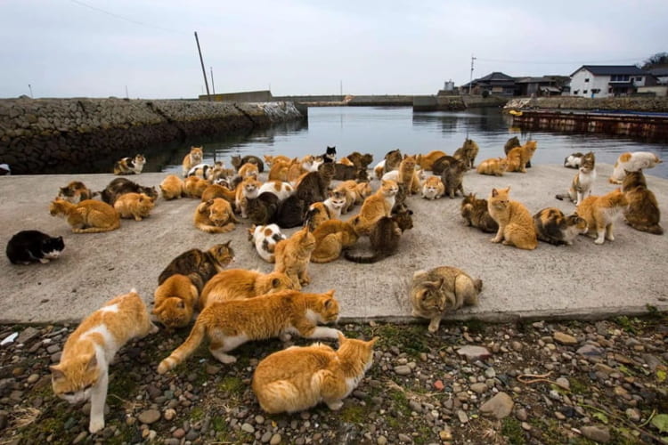 Tashirojima hứa hẹn mang đến cho du khách nhiều trải nghiệm mới lạ 